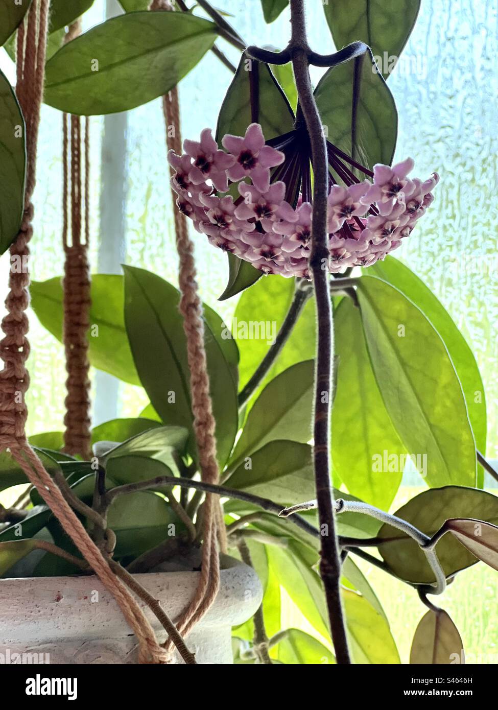 Hanging Hoya plant Stock Photo Alamy