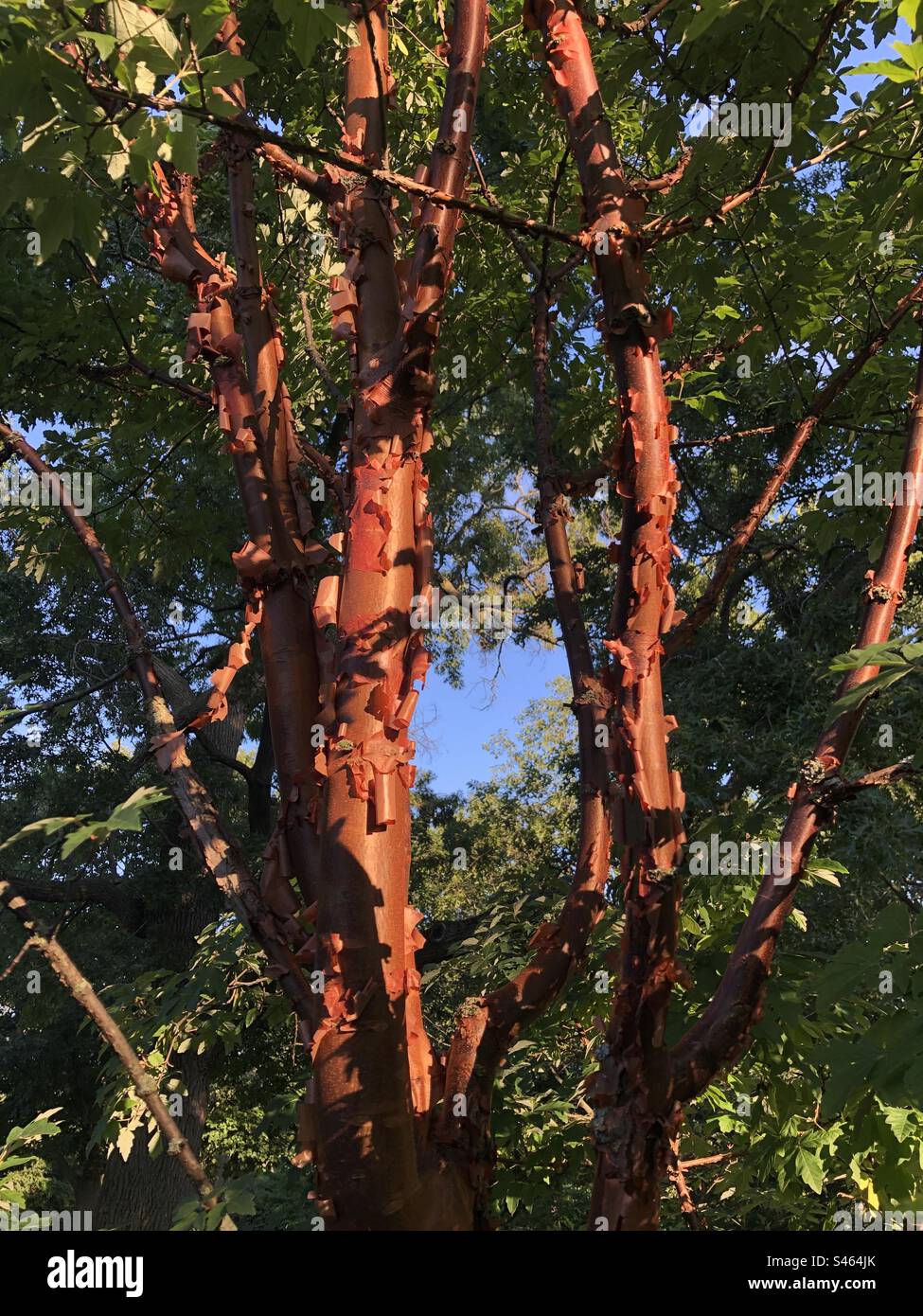 Peeling bark from a tree illuminated during the golden hour. - Smartphone Captured Stock Image