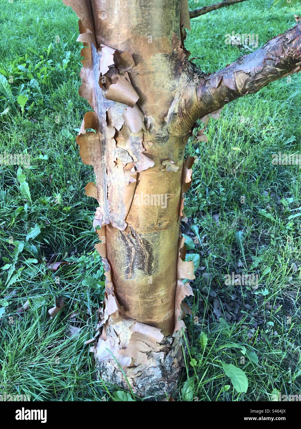 Peeling bark from a tree. - Smartphone Captured Stock Image
