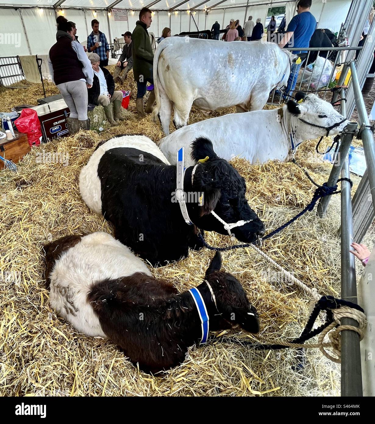 Cattle at south glos show 2023 - Smartphone Captured Stock Image