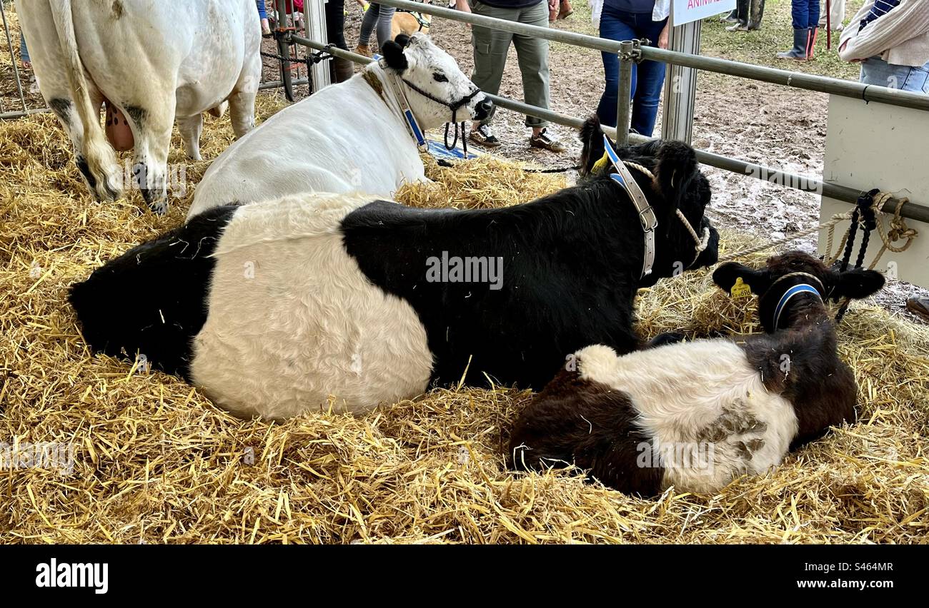 Cattle at south glos show 2023 - Smartphone Captured Stock Image