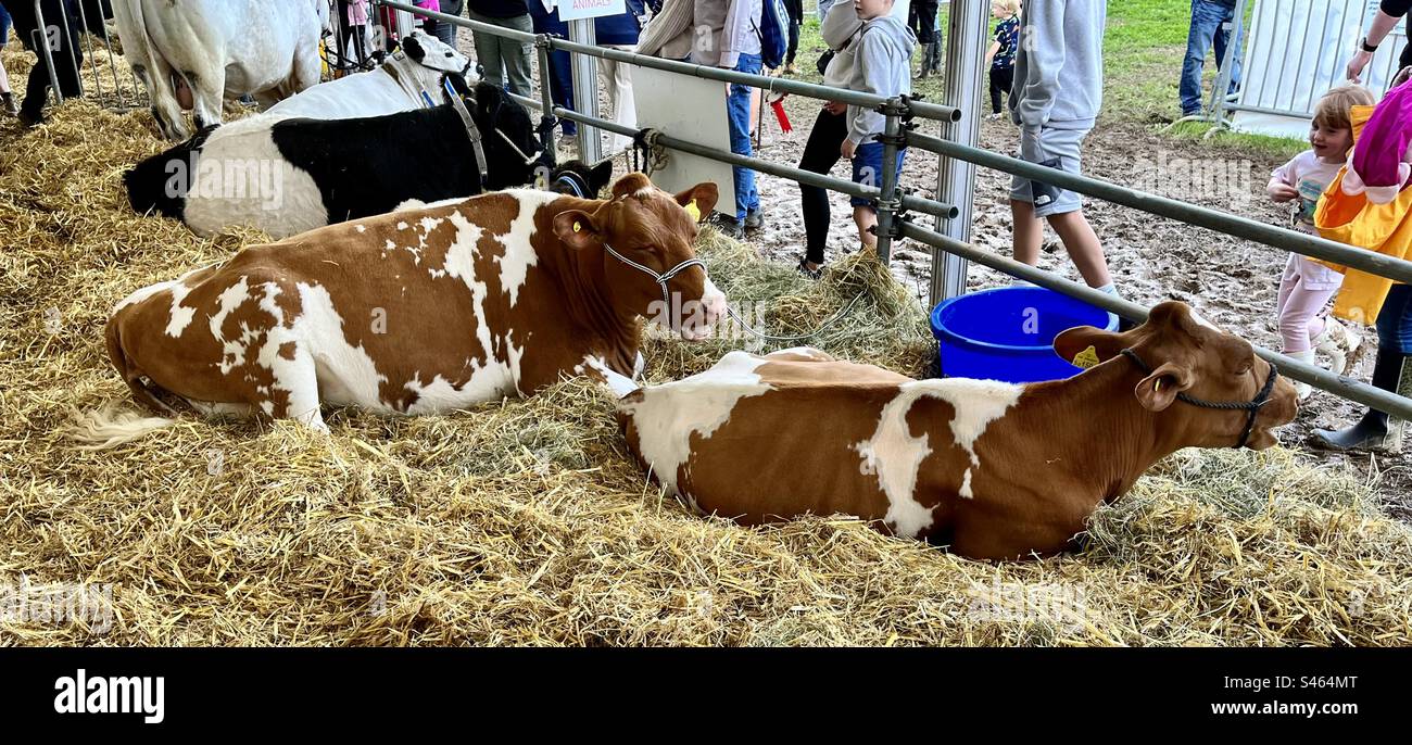 Cattle at south glos show 2023 - Smartphone Captured Stock Image
