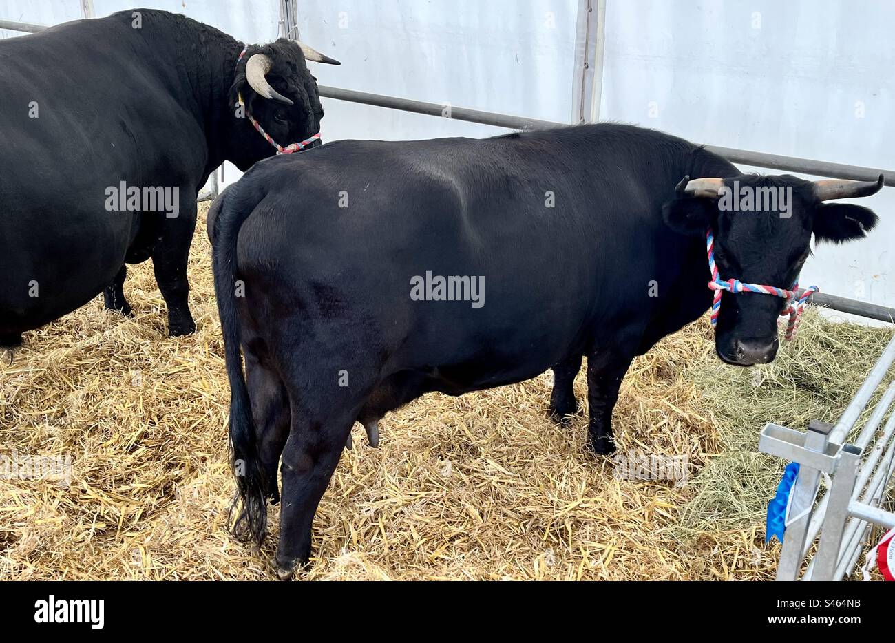 Dexter Cattle at south glos show 2023 Stock Photo