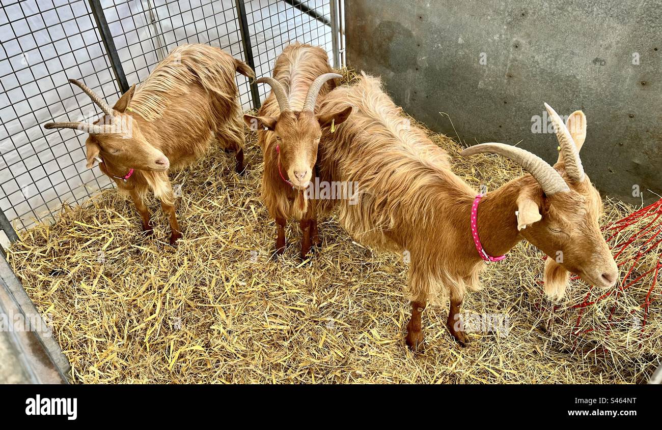 Goats at south glos show 2023 Stock Photo Alamy
