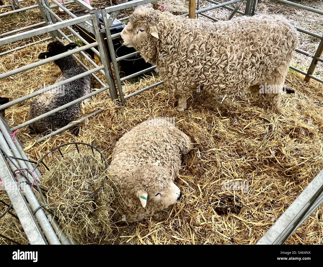 Sheep at south glos show 2023 Stock Photo Alamy