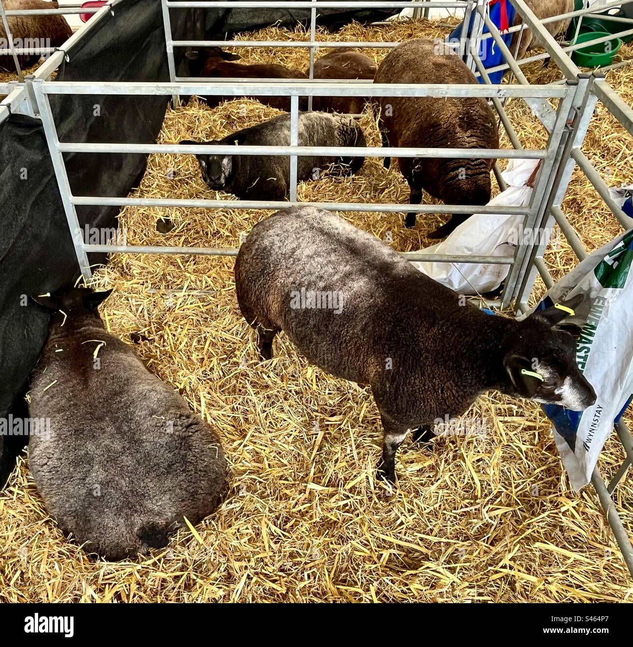 Sheep at south glos show 2023 Stock Photo