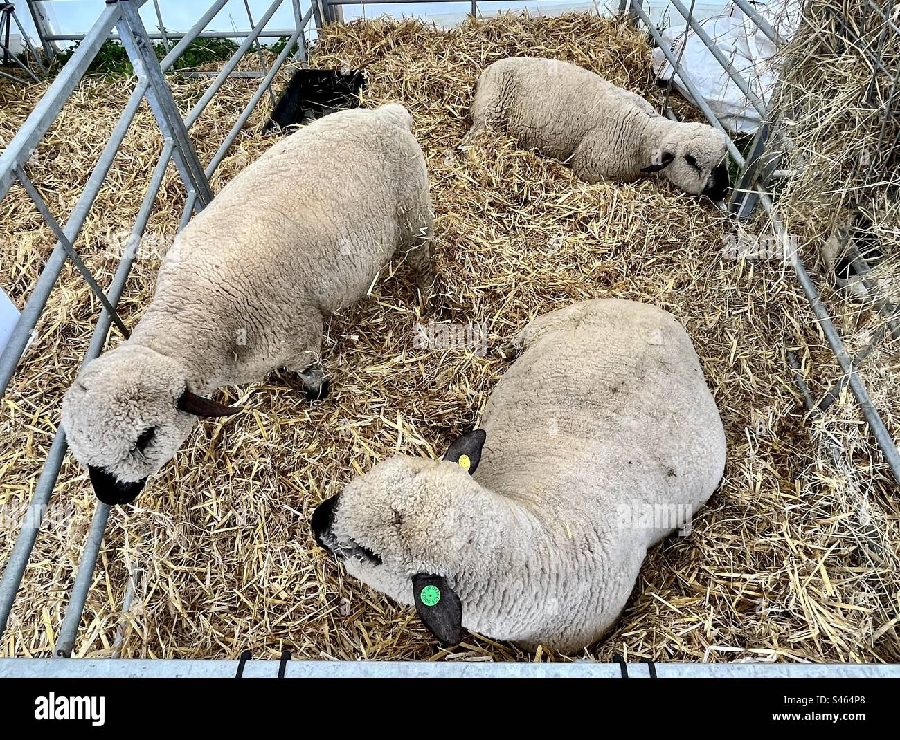 Sheep at south glos show 2023 Stock Photo