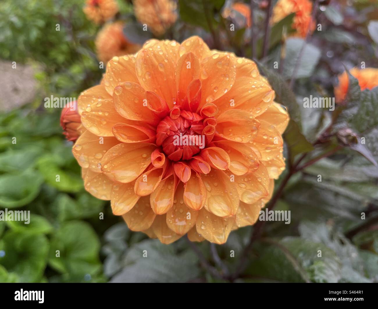 Orange Dahlia “David Howard” in bloom Stock Photo - Alamy