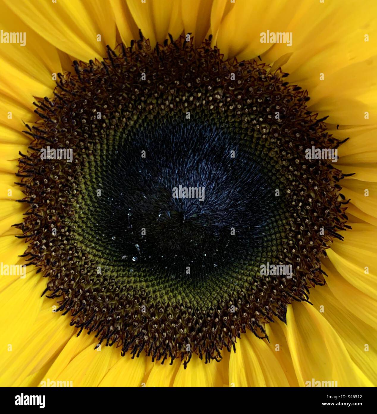 Middle of a sunflower - Smartphone Captured Stock Image