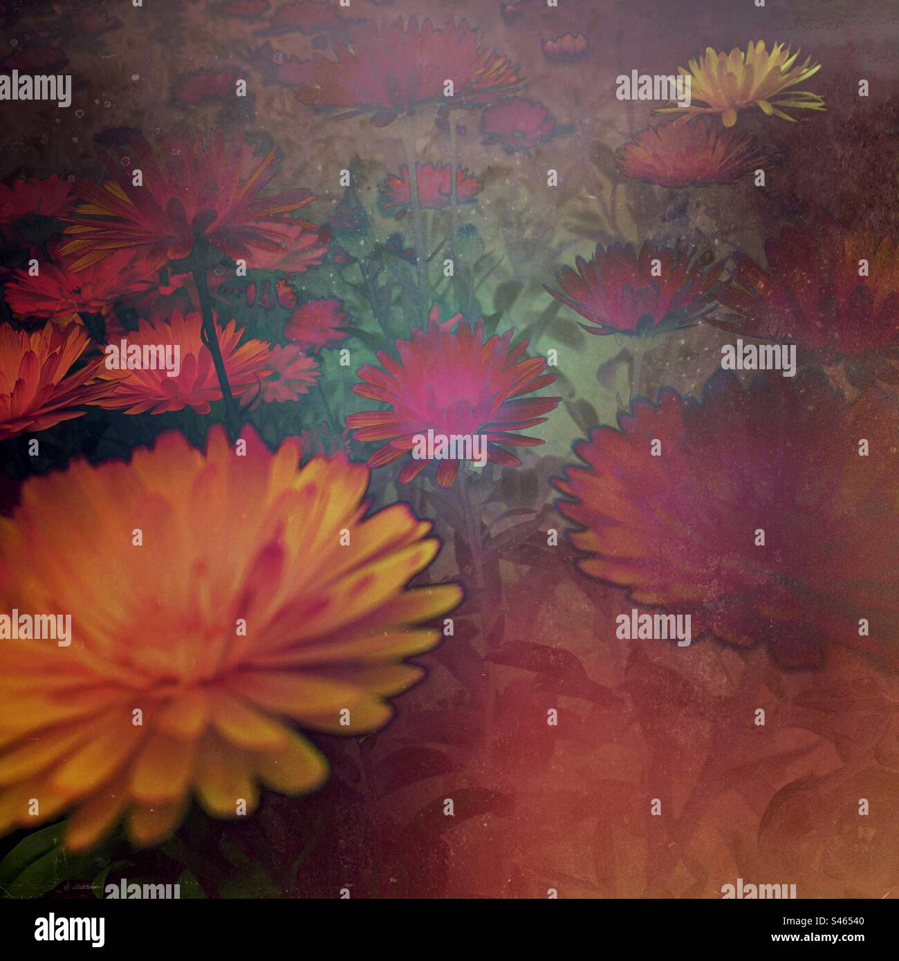 Abstract floral flower background pattern - flowers colour backdrop - Smartphone Captured Stock Image