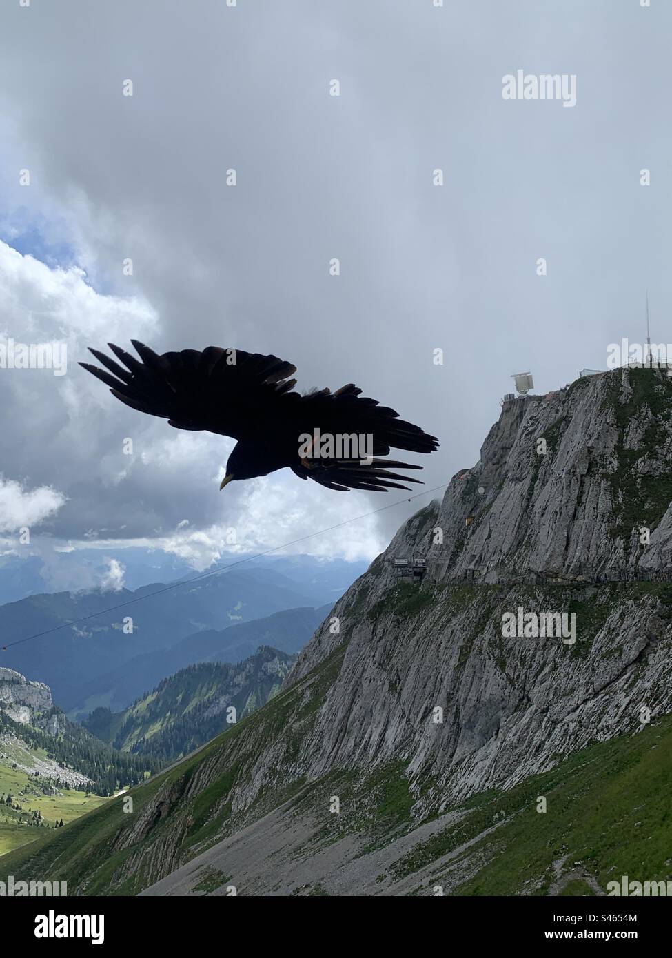 Bird flying above mount PILATUS Swiss alps - Smartphone Captured Stock Image