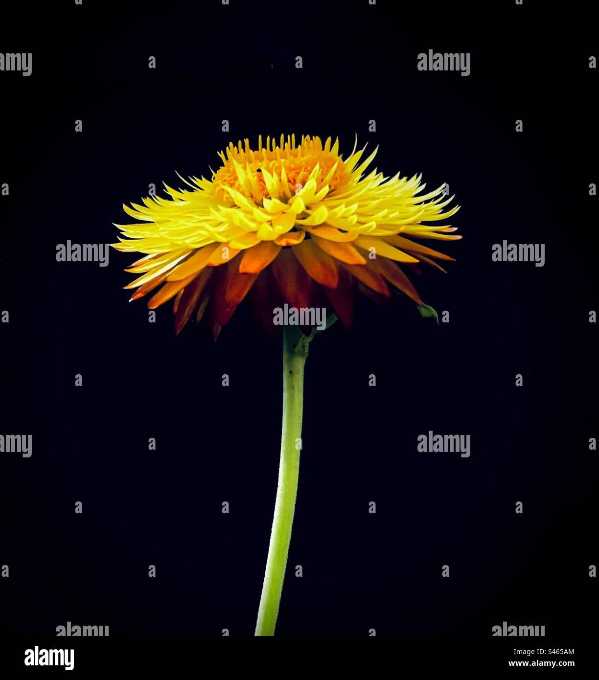 Strawflower still life. - Smartphone Captured Stock Image