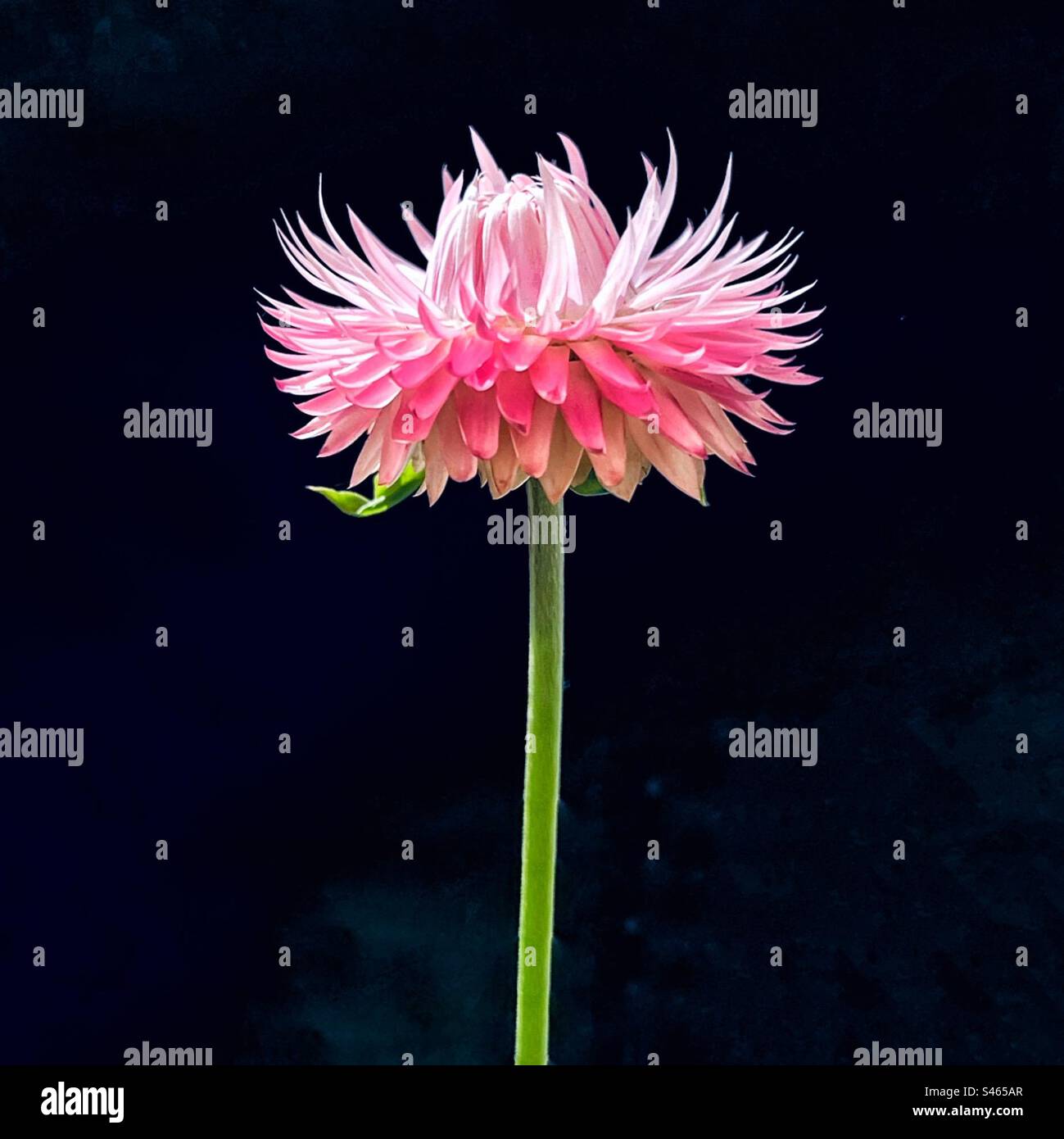 Pink strawflower. - Smartphone Captured Stock Image