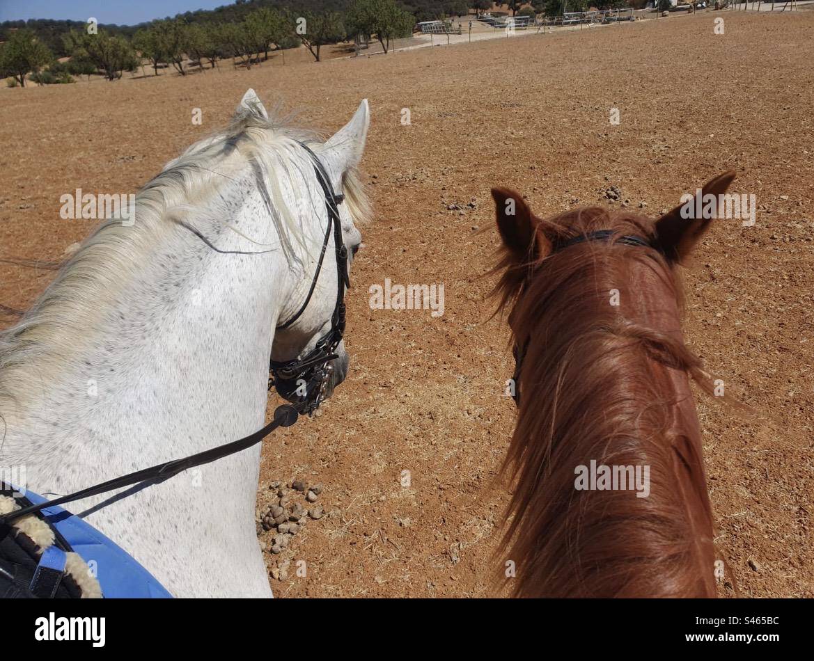 Horses Spanish horse Anglo Hispano white chestnut Spain ridding in Spain Campo Stock Photo