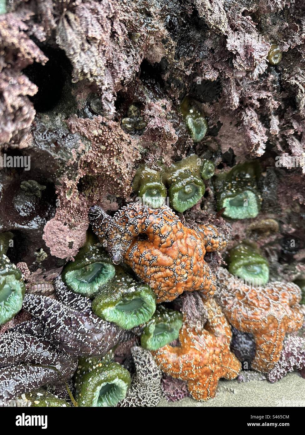Starfish and sea anemones, clinging to a sea stack rock in Bandon, Oregon during a low tide. Stock Photo