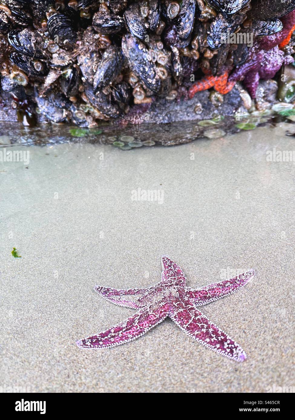 A starfish in a tide pool on a beach in Bandon, Oregon Stock Photo Alamy