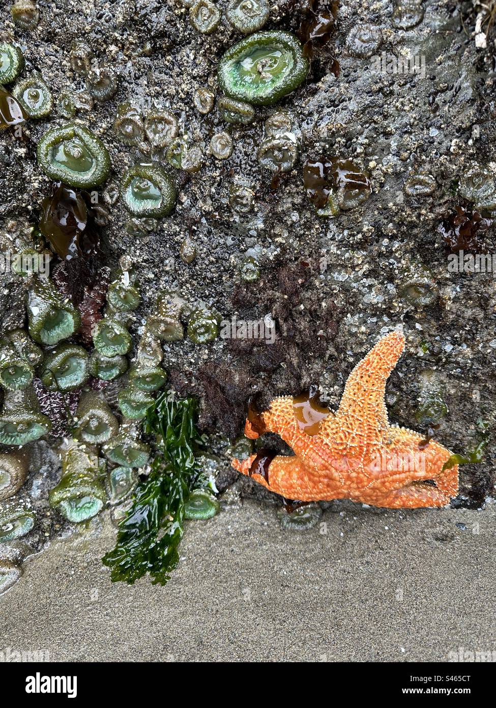 Sea anemones and a starfish attached to a Rock during low tide in Bandon Oregon. Stock Photo