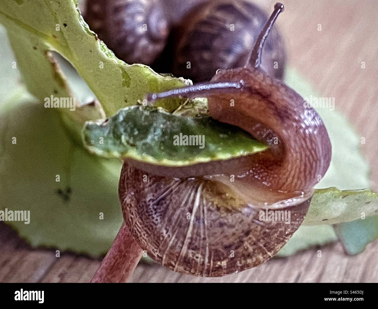 Close-up of a snail chewing big holes in a leaf against two snail shells in the background. - Smartphone Captured Stock Image