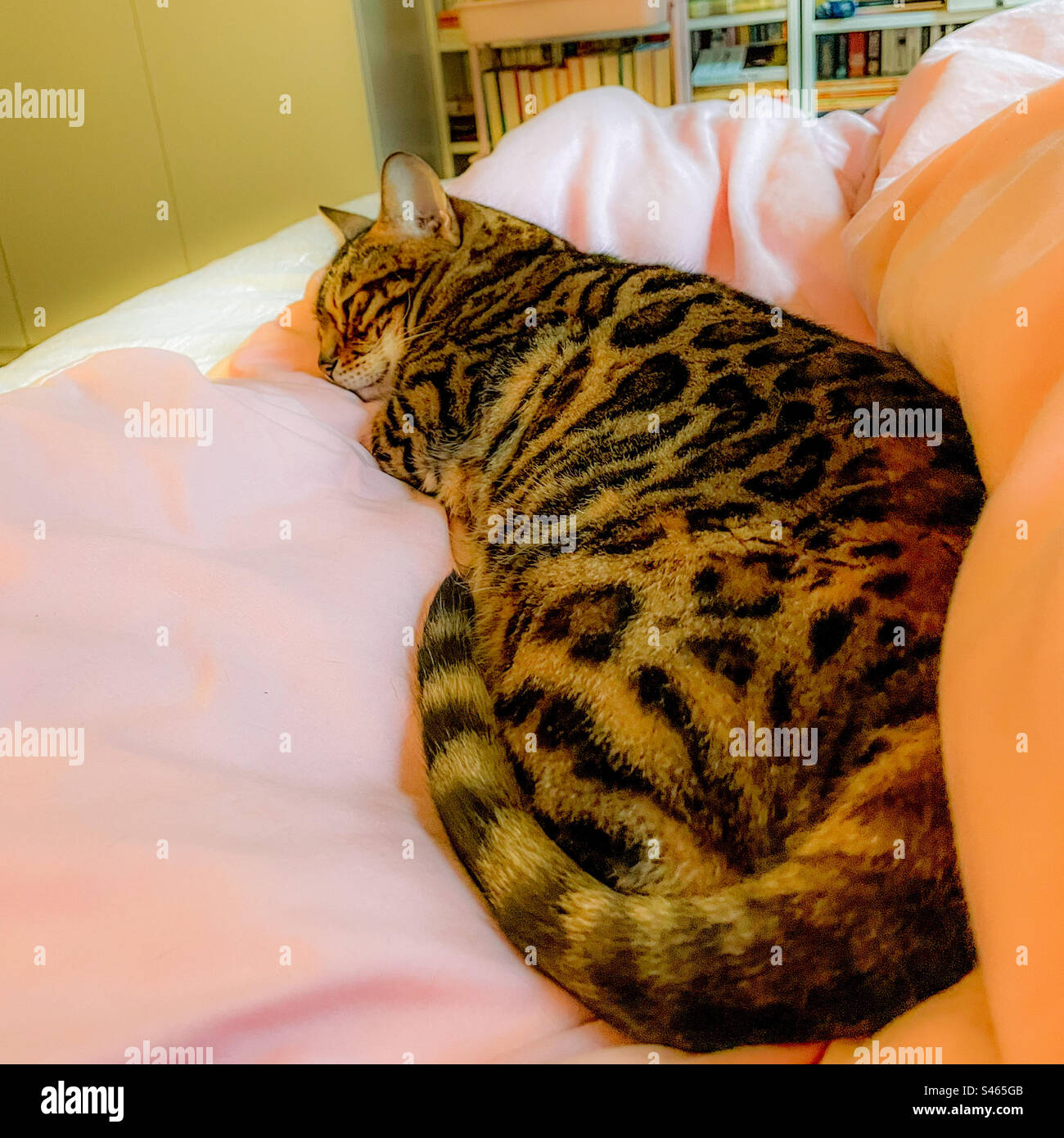 Sleeping pet Bengal cat - Smartphone Captured Stock Image