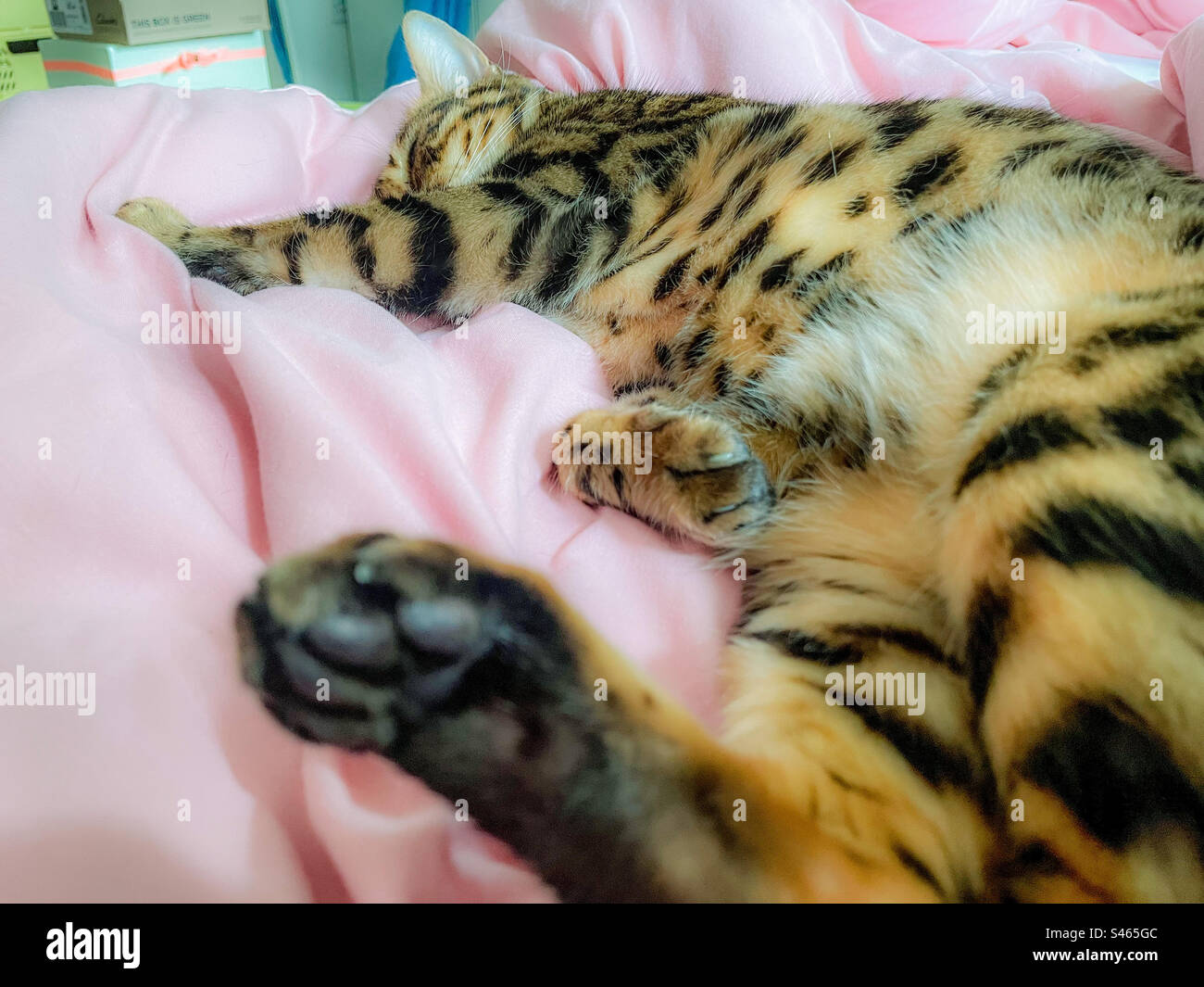Sleeping pet Bengal cat - Smartphone Captured Stock Image