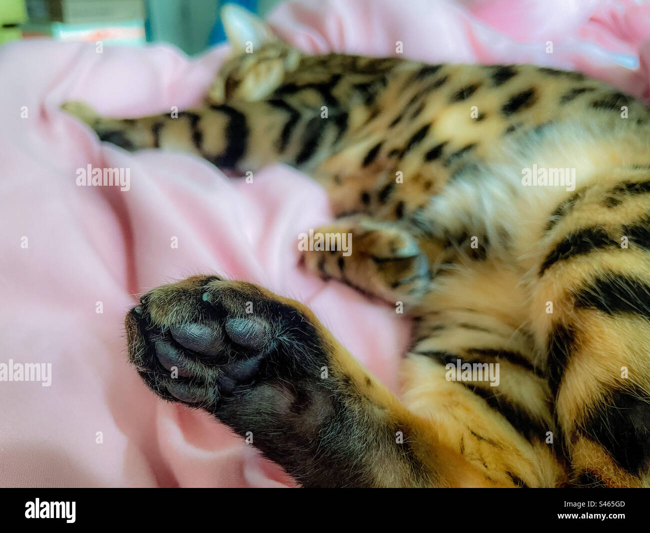 Sleeping pet Bengal cat - Smartphone Captured Stock Image