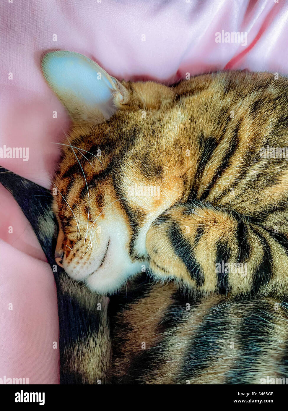 Sleeping pet Bengal cat - Smartphone Captured Stock Image