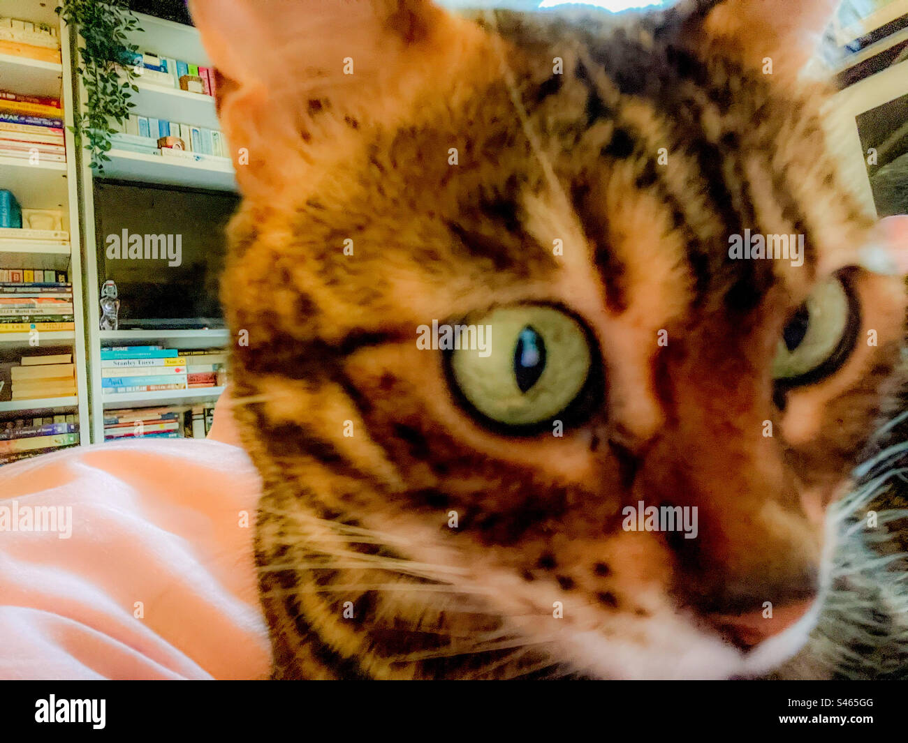 Pet Bengal cat - Smartphone Captured Stock Image