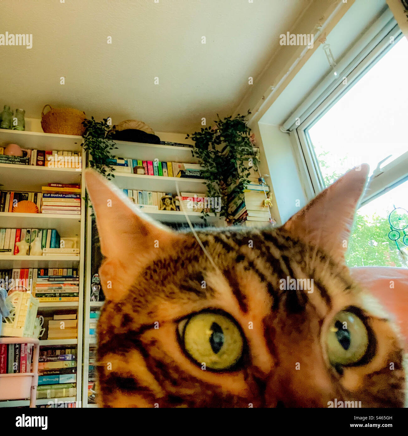 Pet Bengal cat selfie - Smartphone Captured Stock Image