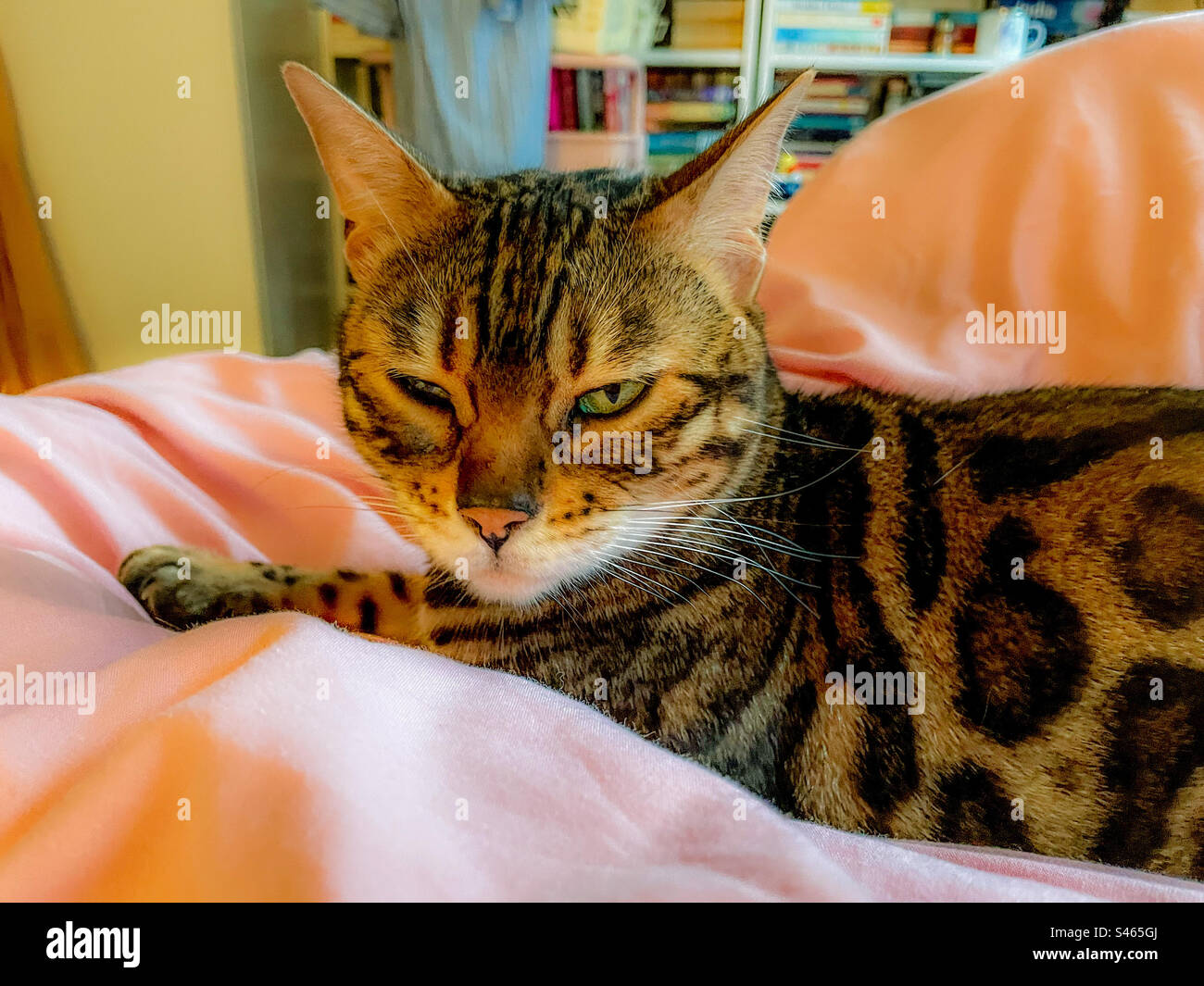 Snoozy pet Bengal cat - Smartphone Captured Stock Image