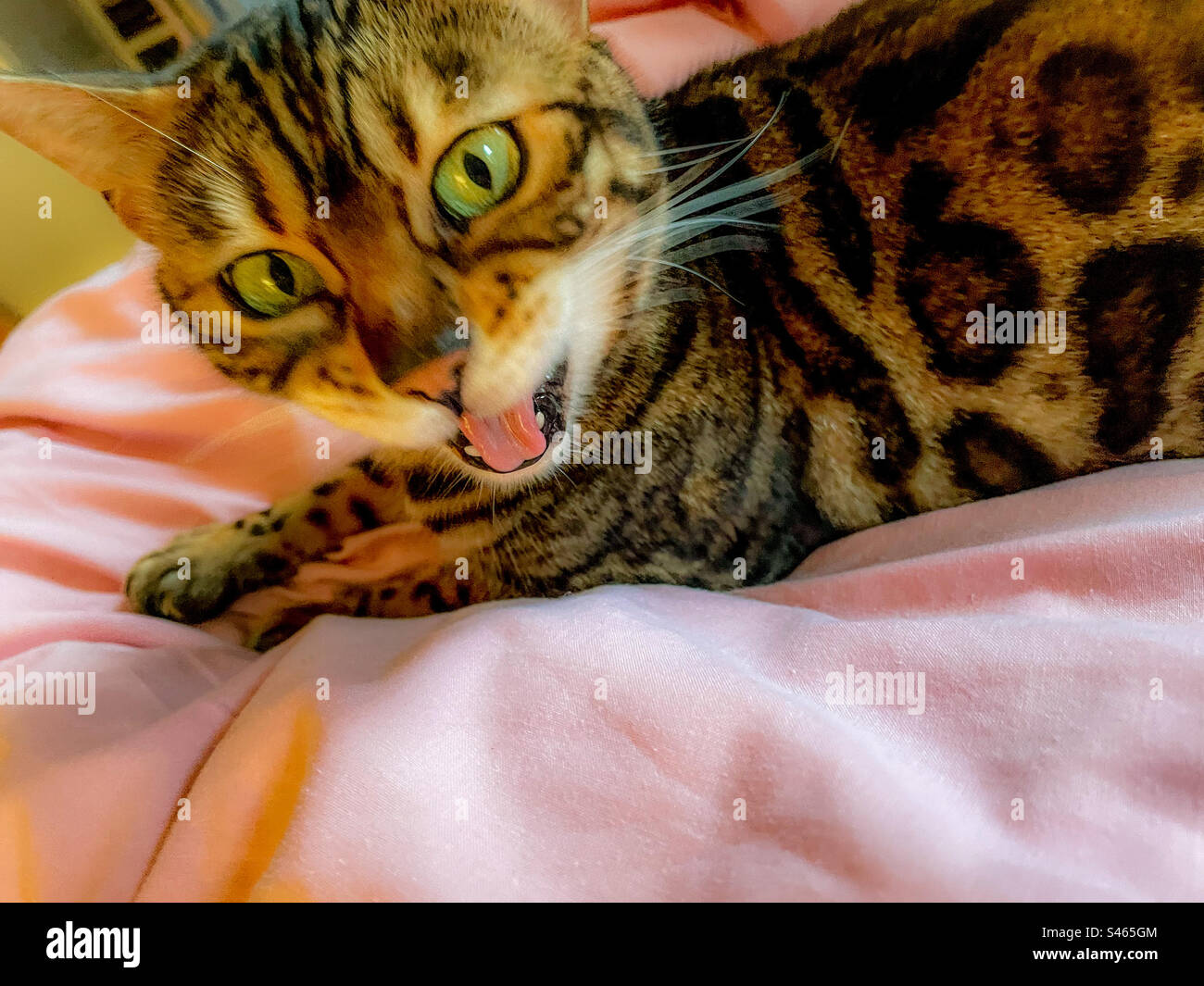 Pet Bengal cat with an opinion - Smartphone Captured Stock Image