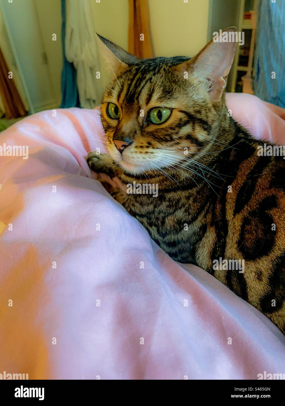 Pet Bengal cat - Smartphone Captured Stock Image