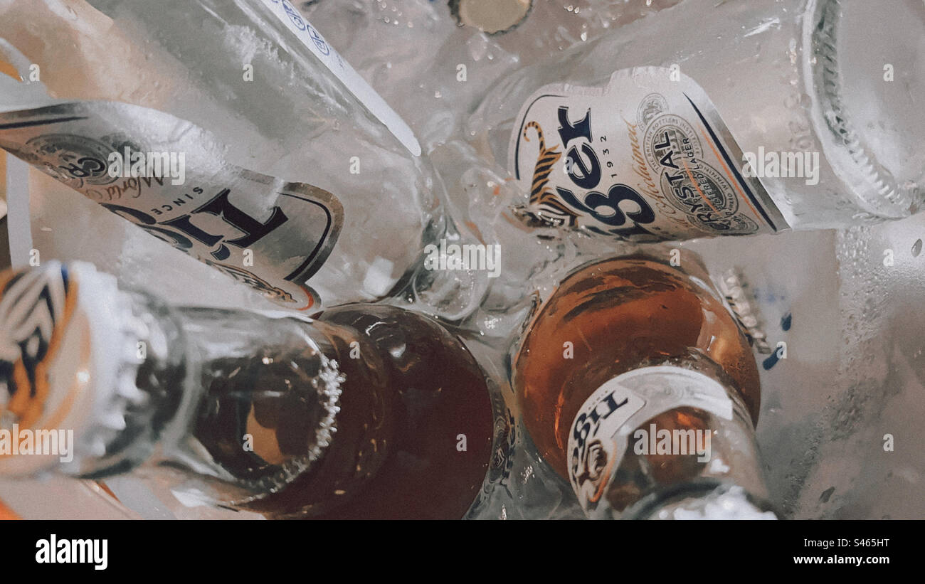 TIGER BEER In Ice Bucket Stock Photo Alamy