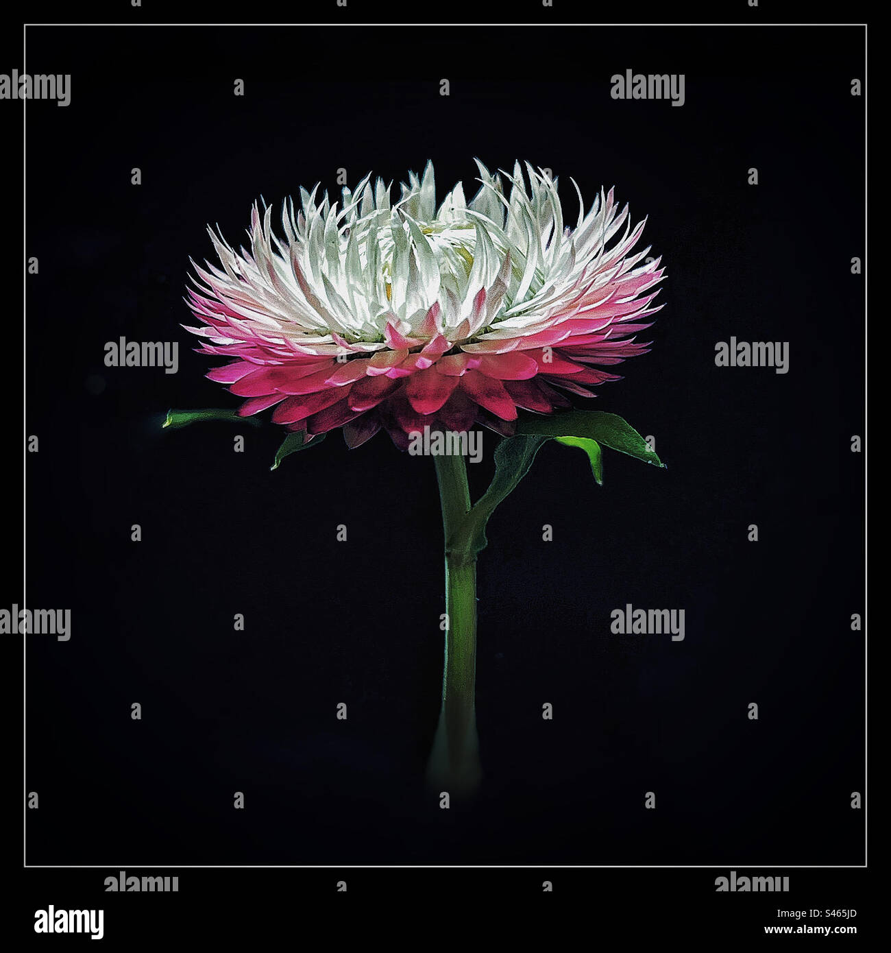 Strawflower still life - Smartphone Captured Stock Image
