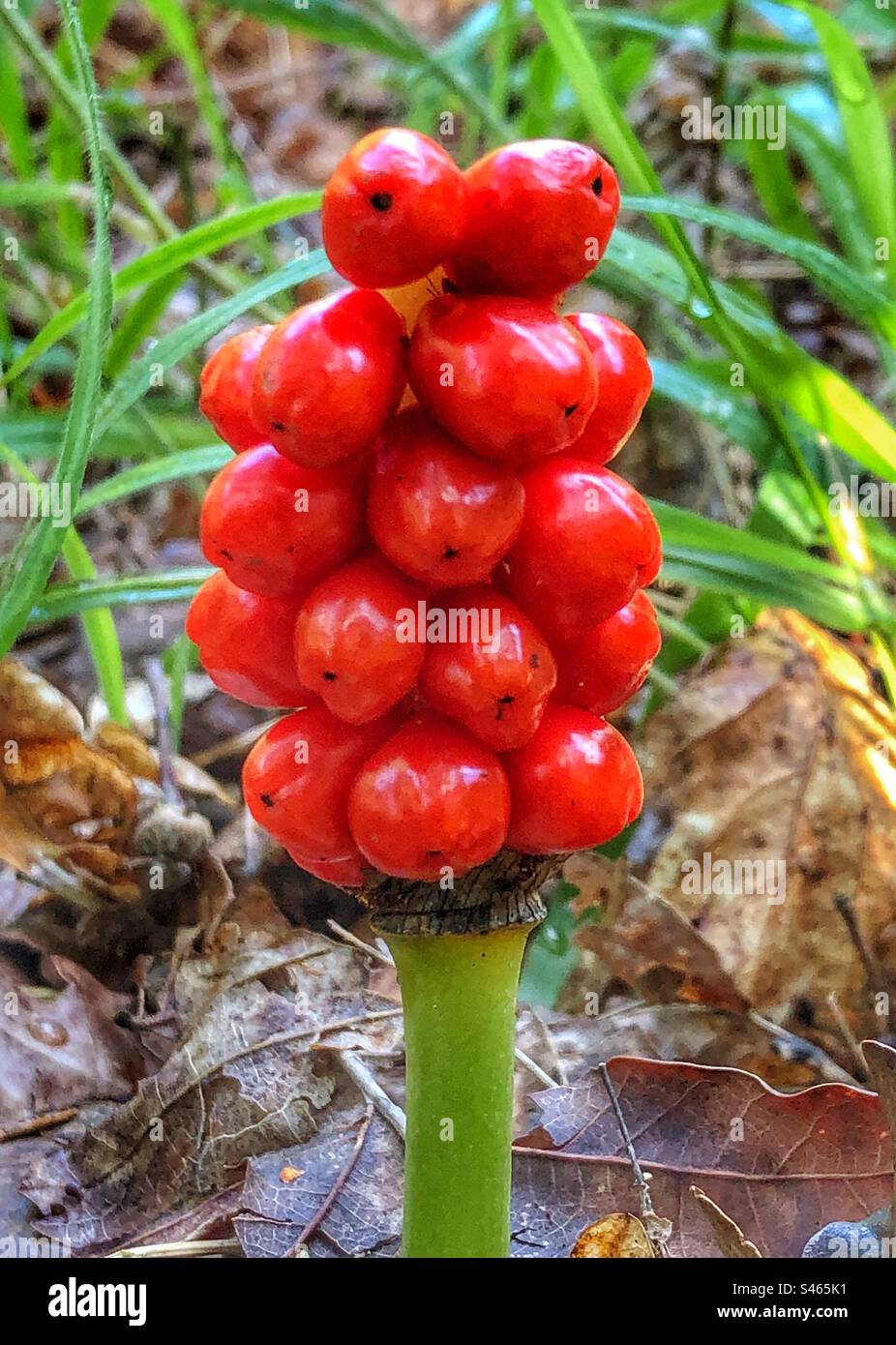 Lords and Ladies berries growing in Farley Mount, Hampshire United Kingdom - Smartphone Captured Stock Image