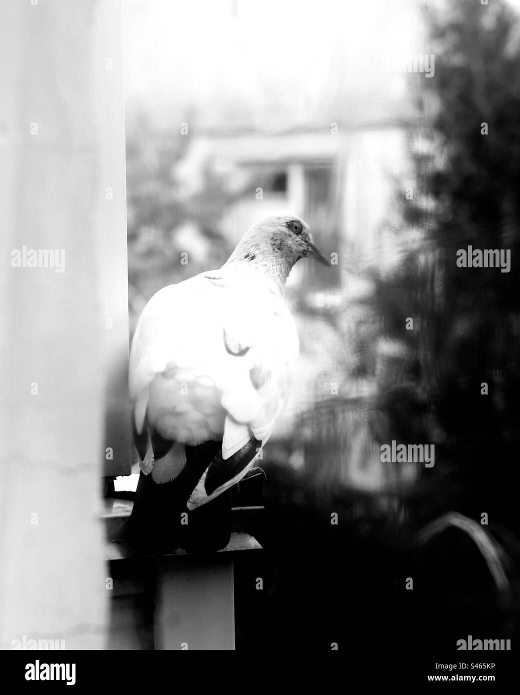 White pigeon, black and white Stock Photo Alamy