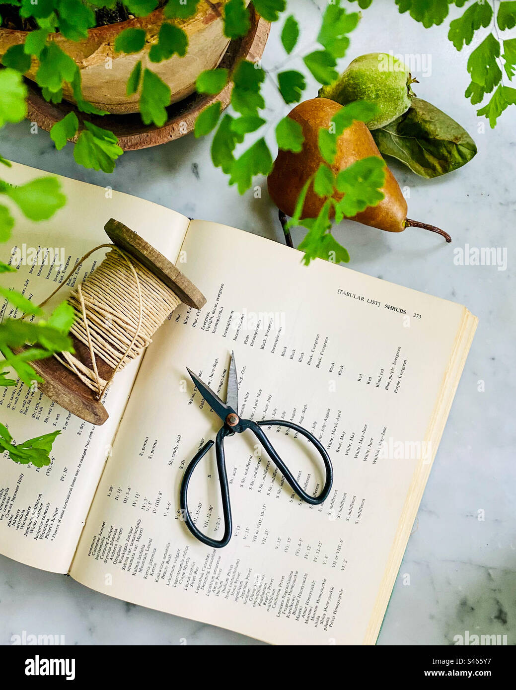 Still life photo of gardening book, vintage gardening shears, twine, a pear, and a potted plant. - Smartphone Captured Stock Image