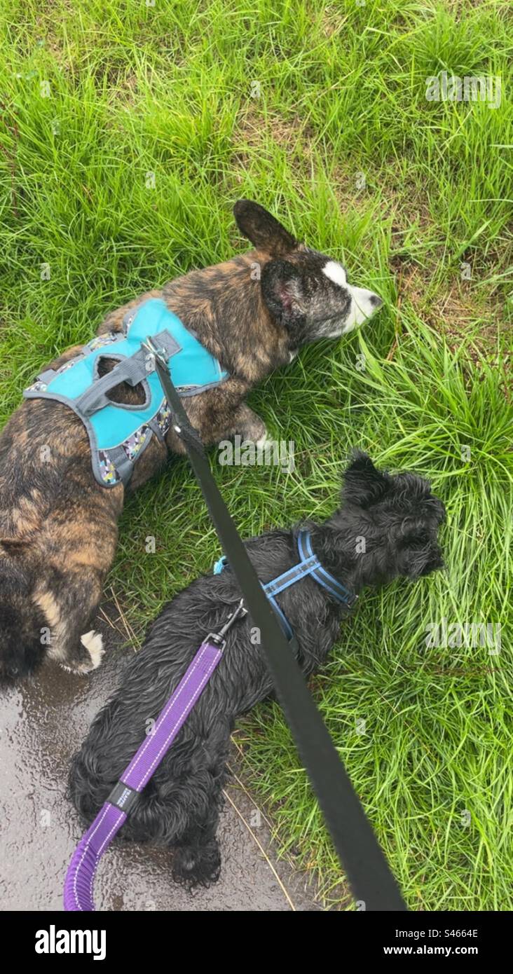 Dog walks in the rain Stock Photo Alamy