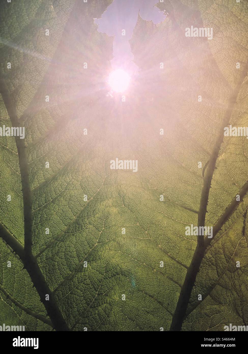 The sun and light shining through a large green plant leaf nature background- foliage chlorophyll photosynthesis - Smartphone Captured Stock Image
