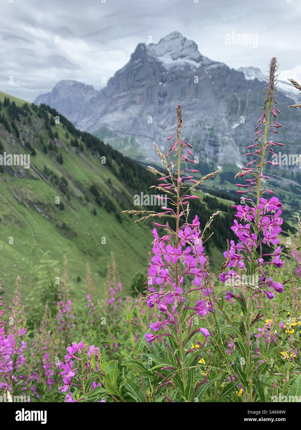 Pink flowers in Swiss alps at grindewald Stock Photo