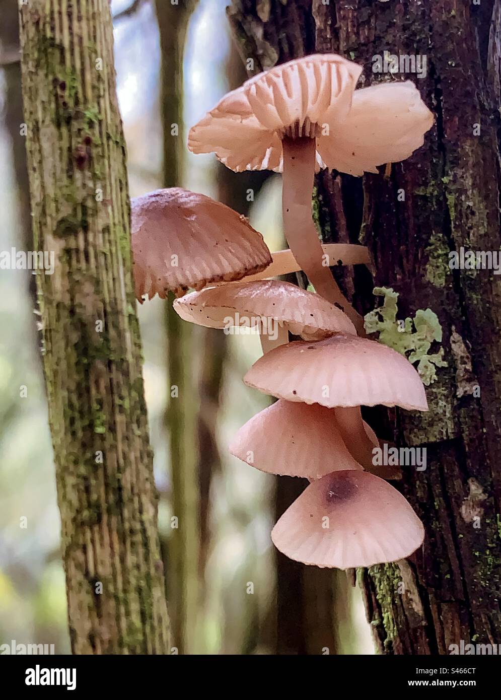 Bonnet Mushrooms - Smartphone Captured Stock Image