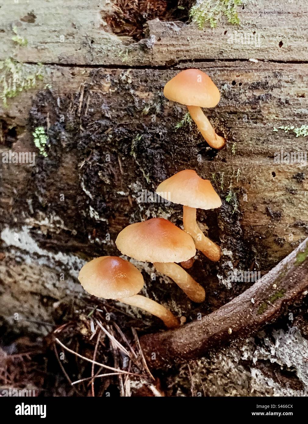 Hymenogastraceae fungi - Smartphone Captured Stock Image