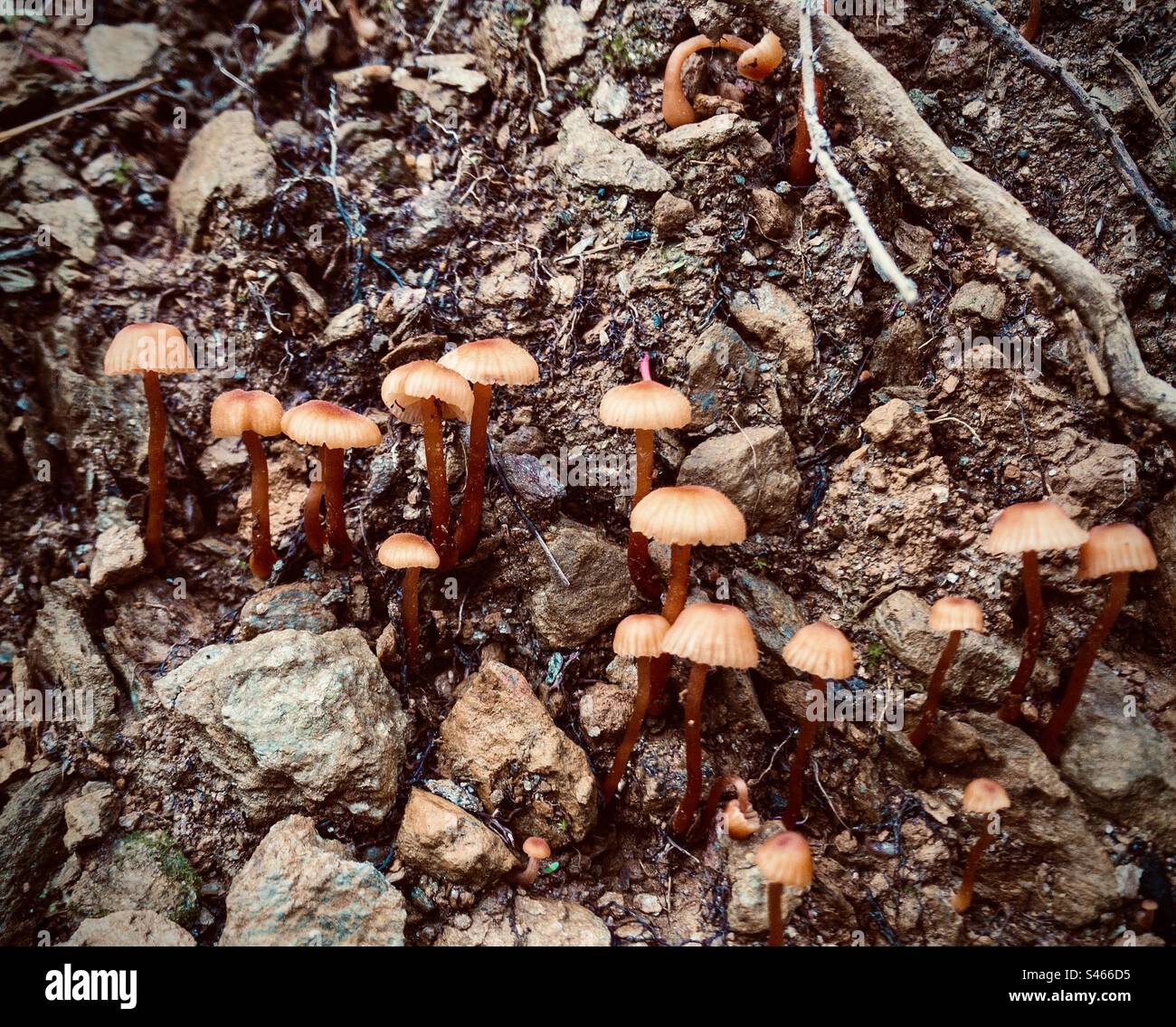 Hydnangiaceae fungi - Smartphone Captured Stock Image