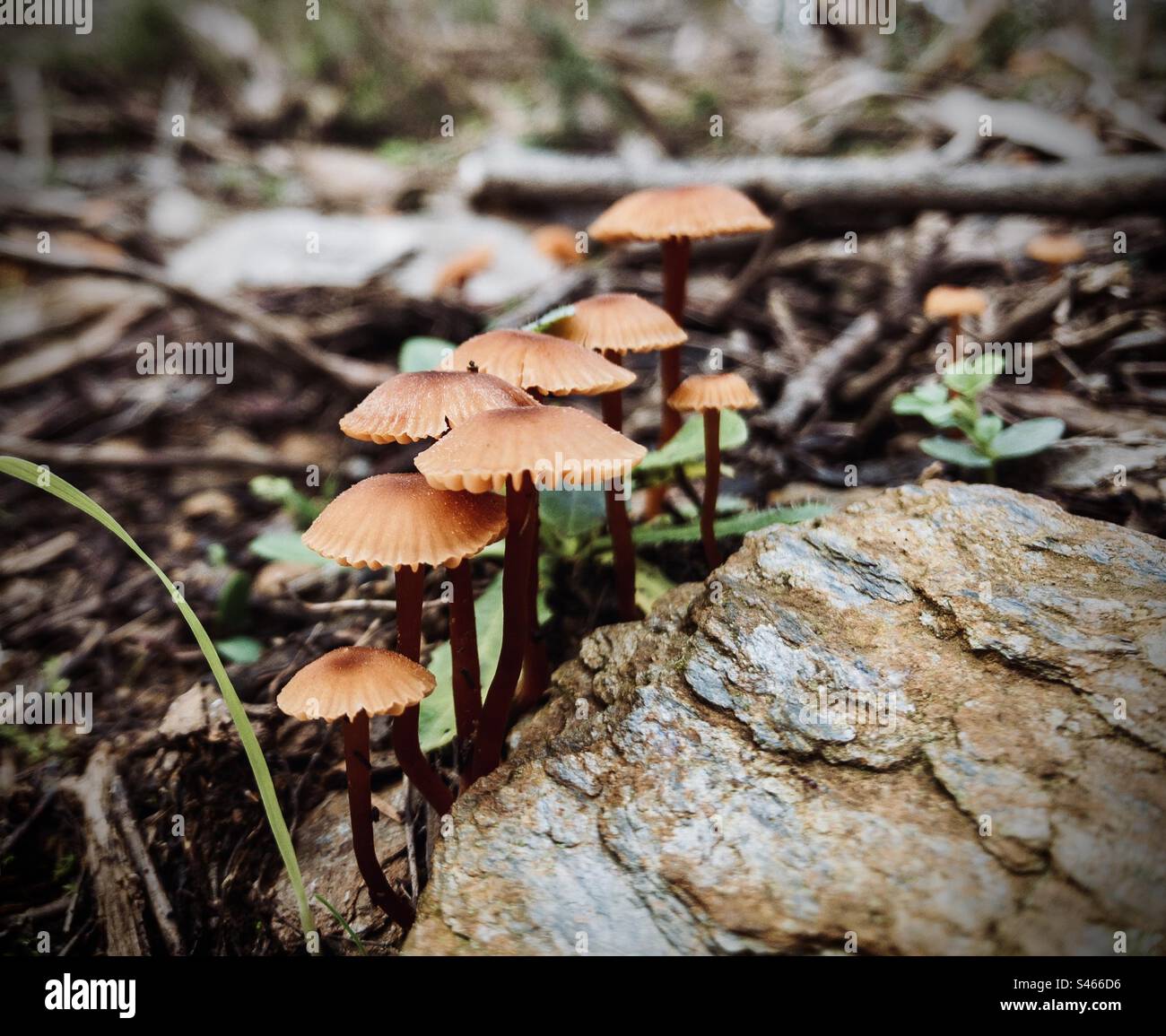 Hydnangiaceae fungi - Smartphone Captured Stock Image