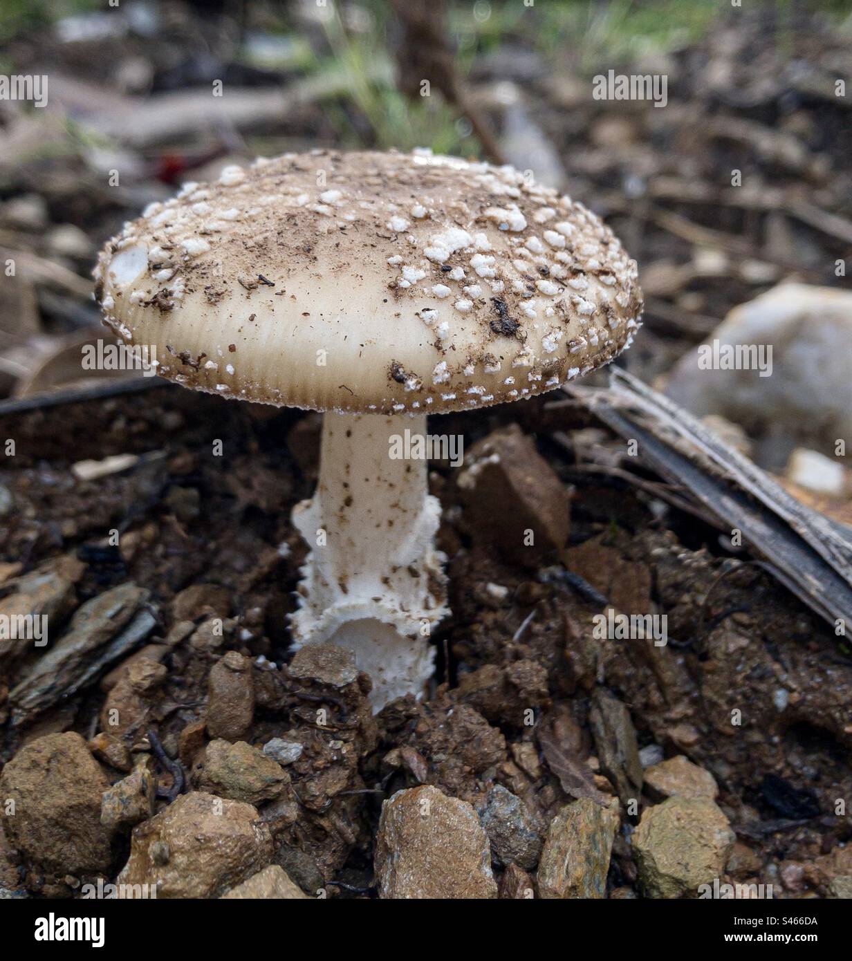Amanita fungus - Smartphone Captured Stock Image