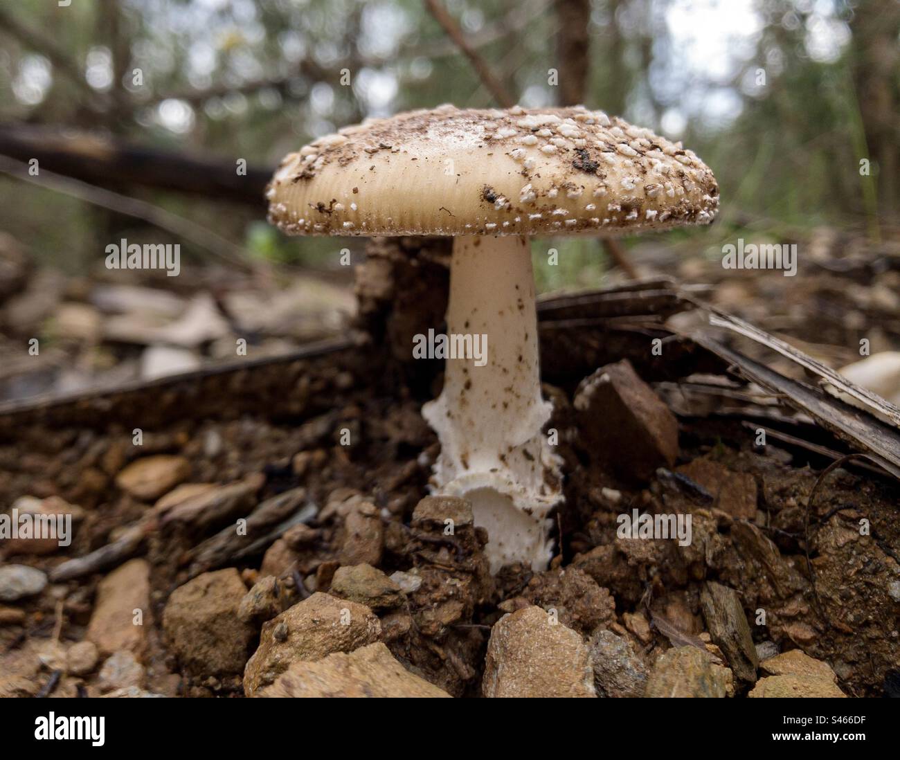 Amanita fungus - Smartphone Captured Stock Image