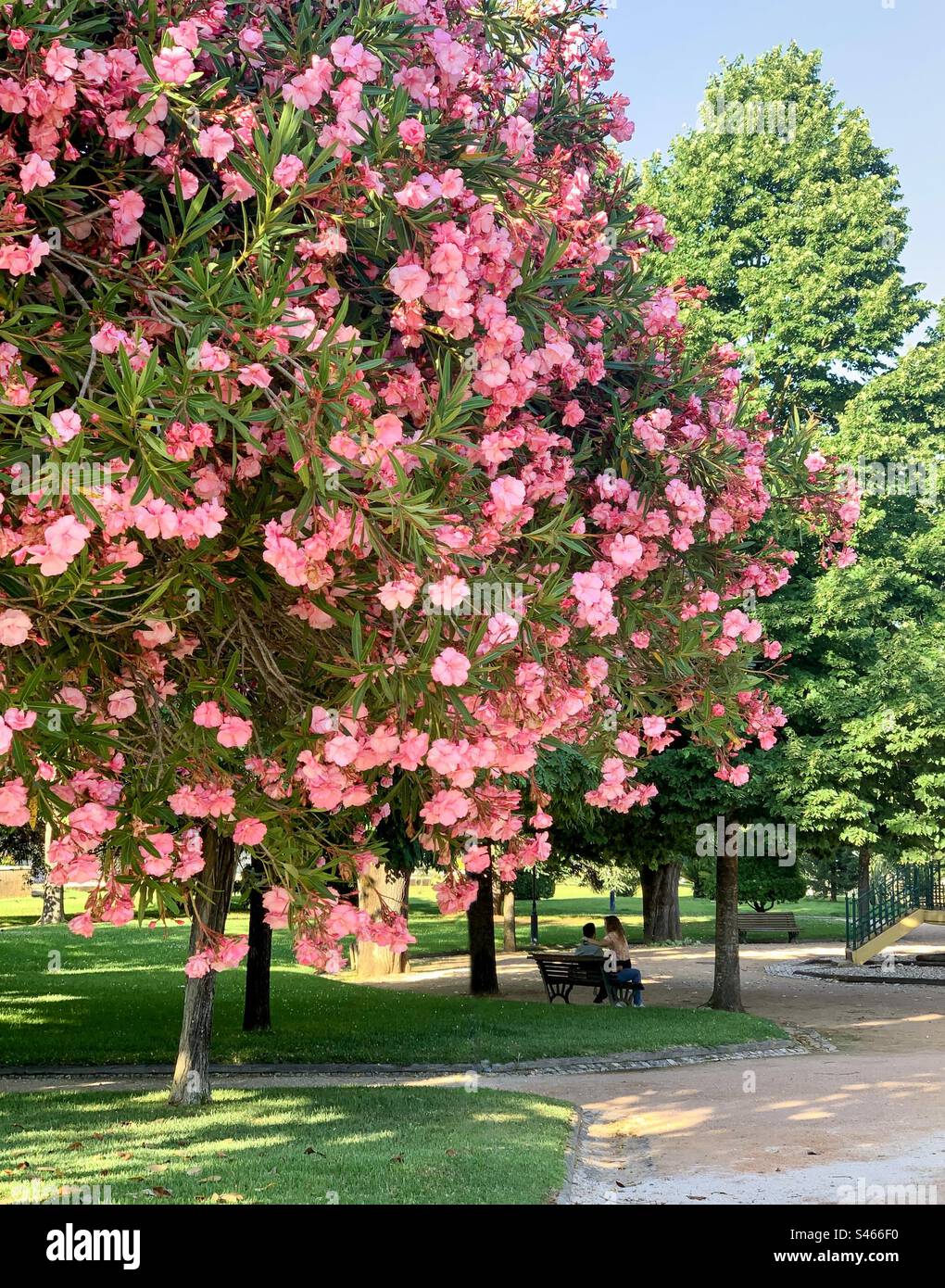 Pink Oleander tree in Mouchão Park, Tomar, Portugal - Smartphone Captured Stock Image