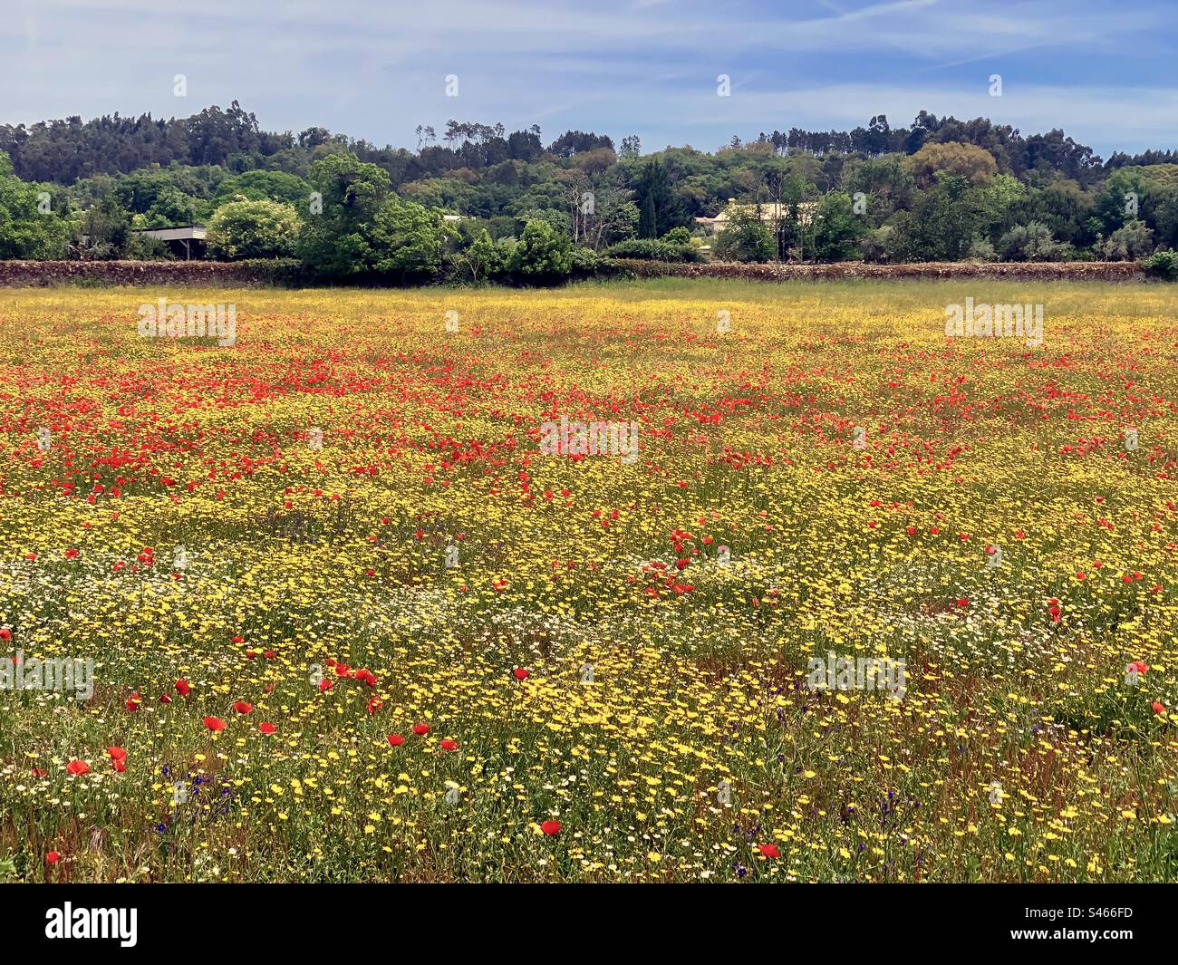 A summer meadow full of red & yellow wildflowers - Smartphone Captured Stock Image