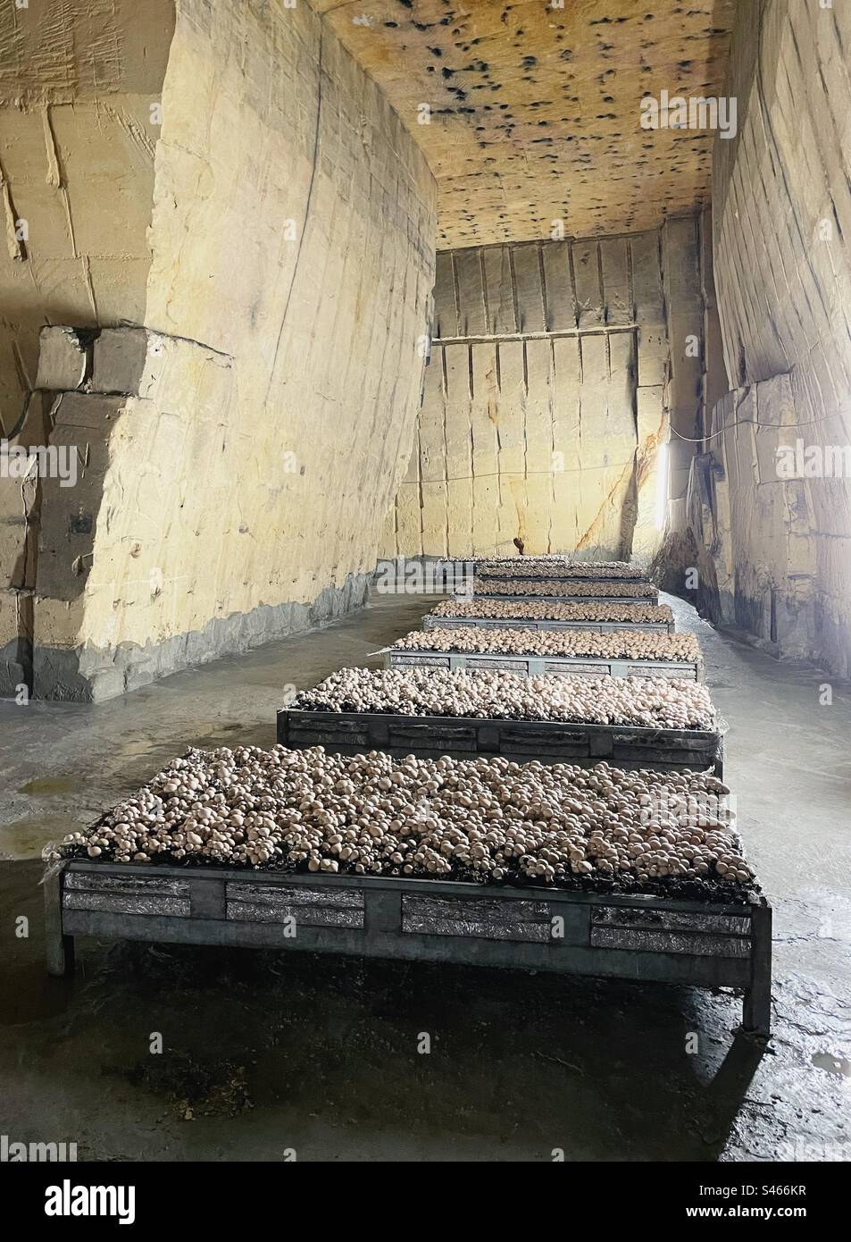 Mushroom cultivation in a cave - Smartphone Captured Stock Image