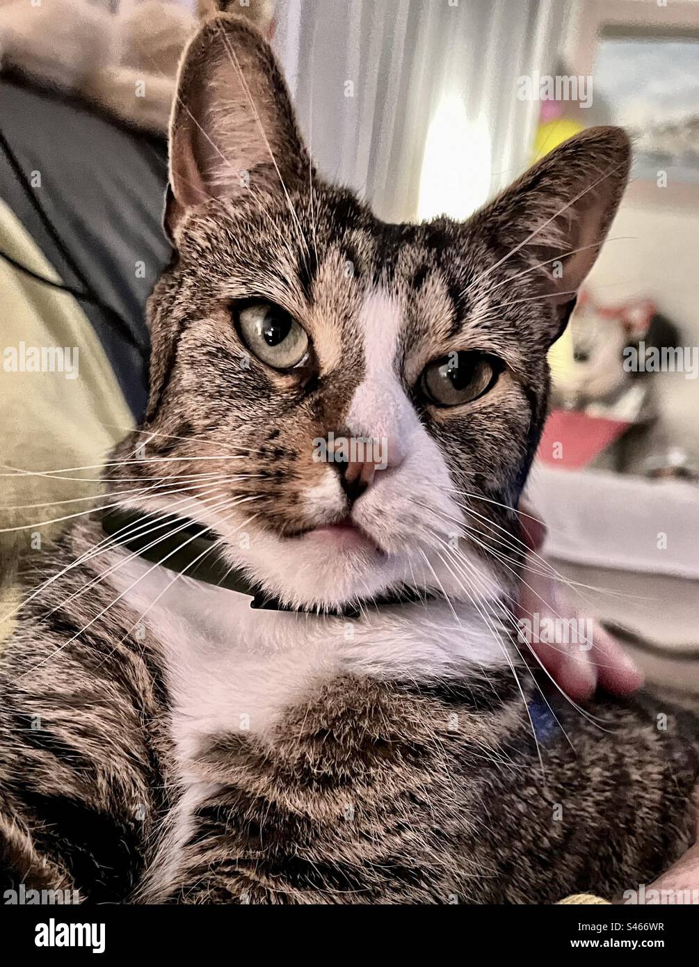 The cat is cosy and watching. - Smartphone Captured Stock Image