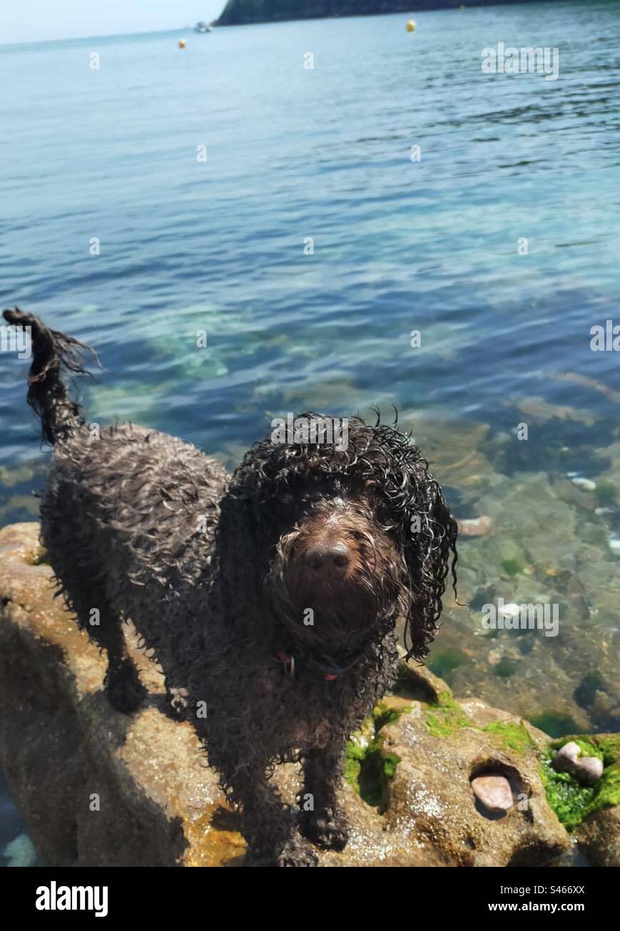 Lambs creek deals lagotto